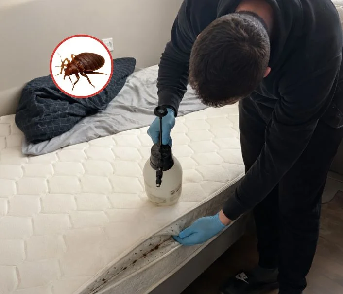 Technicien traitant un matelas contre les punaises de lit à Saint-Pathus